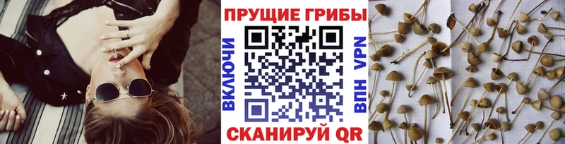 omg ссылки  купить  цена  Елабуга  Галлюциногенные грибы GOLDEN TEACHER 